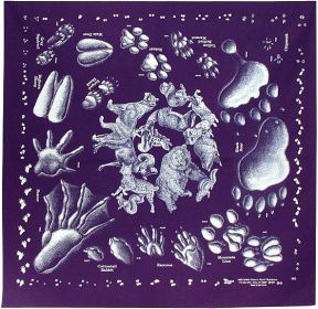 ANIMAL TRACKS