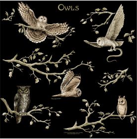 OWLS BANDANA