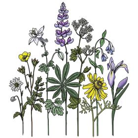 WILDFLOWERS