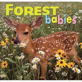 FOREST BABIES - NORTHWOOD