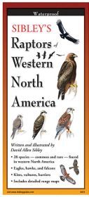 SIBLEY'S RAPTORS OF WESTERN NA - DAVID ALLEN SIBLEY